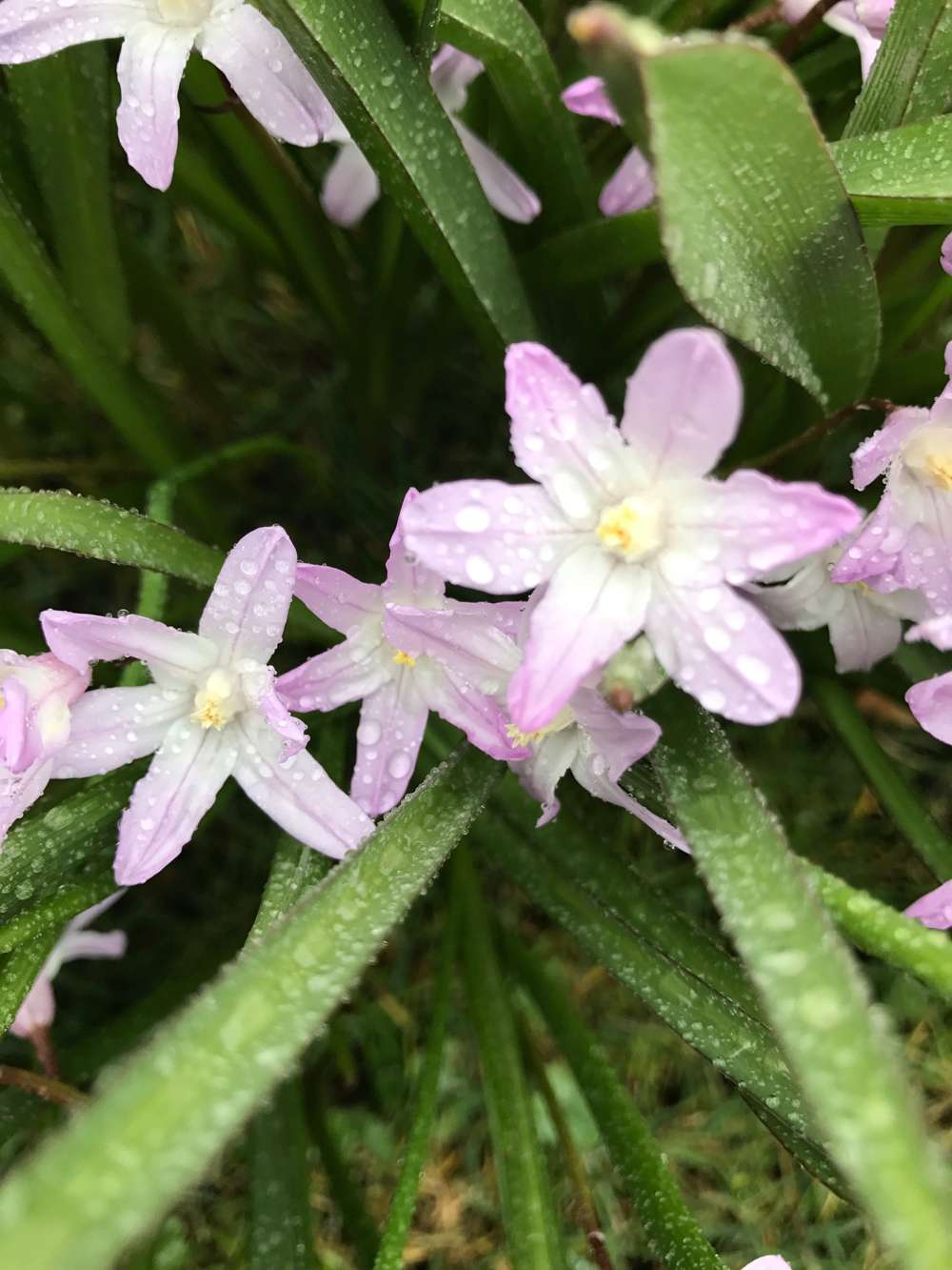 Ipheion 'Tessa'